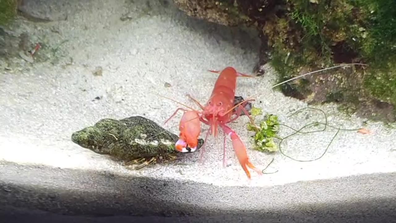 Close call with Japanese Pistol Shrimp