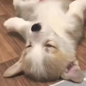 Fluffy Puppy rolls over and falls asleep - Cute Dog Video - Cute Animal Videos #shorts