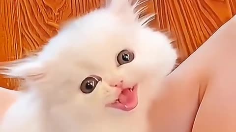 #Cute 🐈 Cats ,, cute 🐈 Cats//