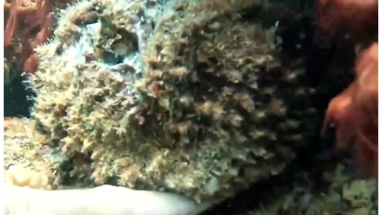 MASSIVE STONEFISH 🥰