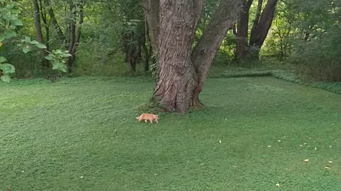 Cat plays fetch with apples 3