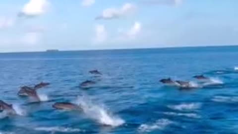 Unforgettable experiences with playful dolphins in the Maldives