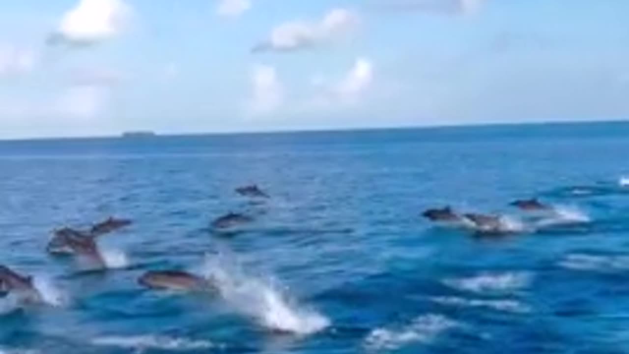 Unforgettable experiences with playful dolphins in the Maldives