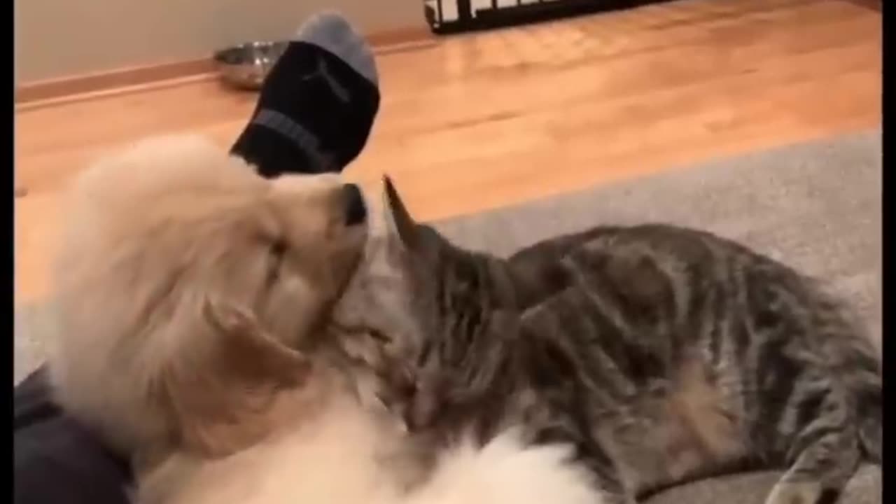 Their dog and cat have become best friends ❤️