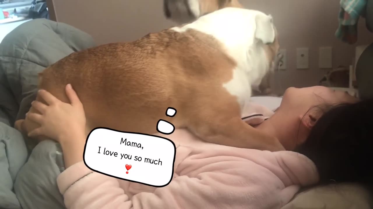 Bulldogs Morning Wake up Call dog video