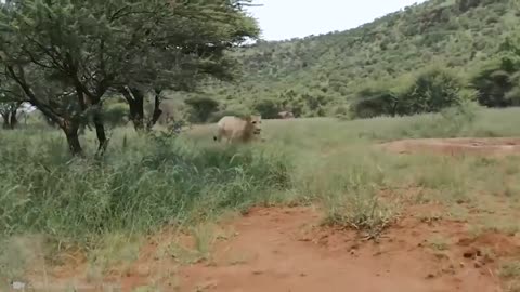 Animals Reunited With Owners After Years