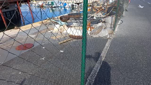 barco willow abandonado benalmadena malaga
