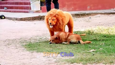 Lion prank with dogs 😁😁