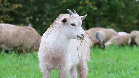 Goats Eat Weeds - Farm