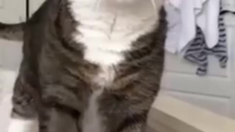 Funny cats funny videos🤣🤣🤣🤣😂