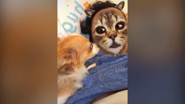 Top Hilarious Reaction Of 😻 Cats And 🐶 Dogs When They See Cat Filter On Owners' Faces