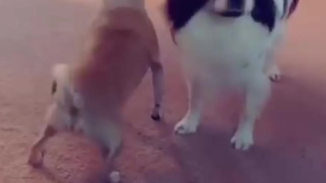 funny dog twerking