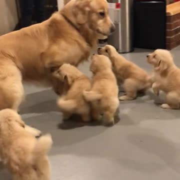 Dog 🐕and Cute puppies |#puppy