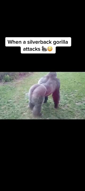 Watch till the end 😳