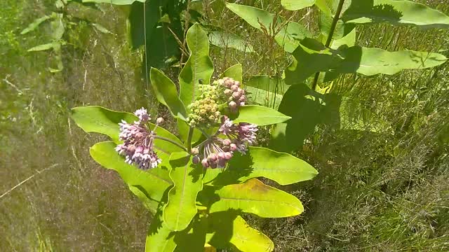 Milkweed