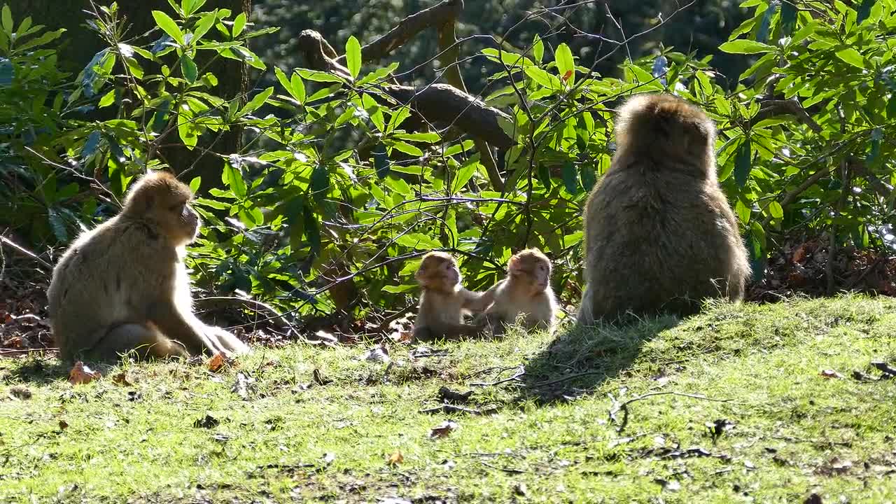 Barbary Macaque Monkey Barbary Macaque Wildlife