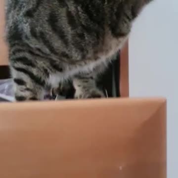 Kiti where did you climb