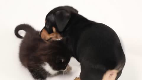 Kittens Meet Puppies For The First Time