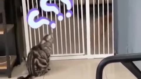 Hewan Kucing dan anjing lucu 😹🐶 Funny cat and dog videos#1