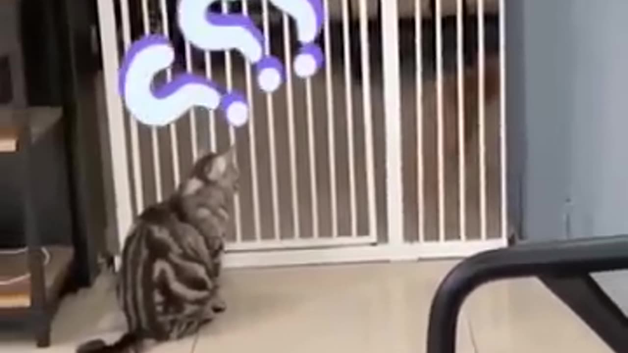 Hewan Kucing dan anjing lucu 😹🐶 Funny cat and dog videos#1