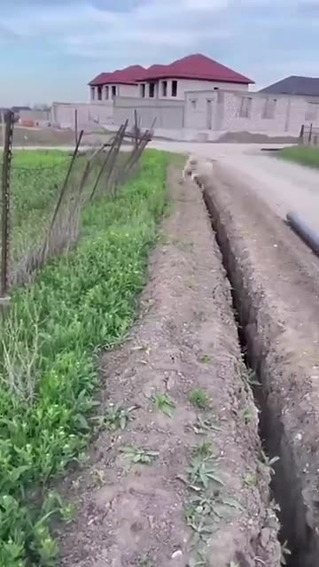 very funny you restart, animals #funnyanimals