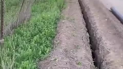 very funny you restart, animals #funnyanimals