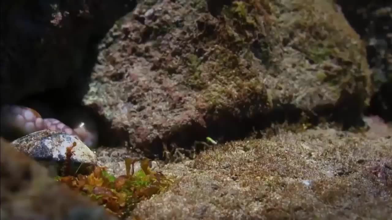 An eagle is catching an octopus in the ocean