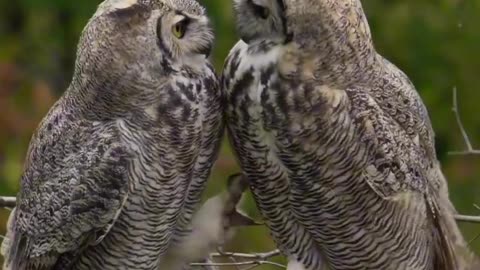 Did you know owls have a unique way of showing affection.