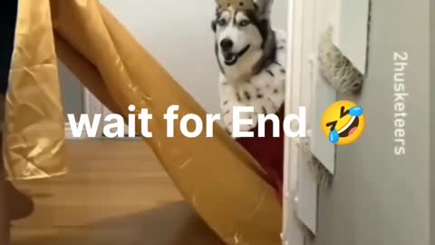 Funny videos u will be laughing comp GameYaa top Спорим будет смешно?