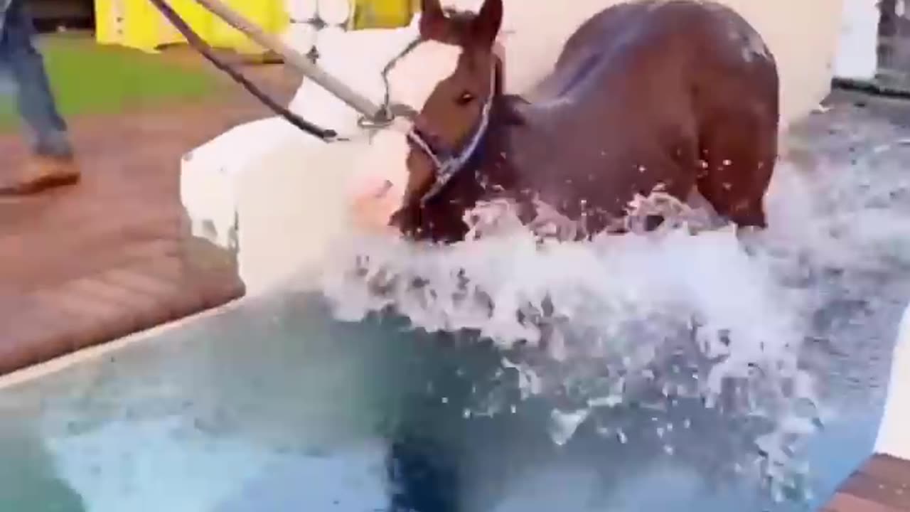 Alpha Horse Training๐ ๐๐ด๐