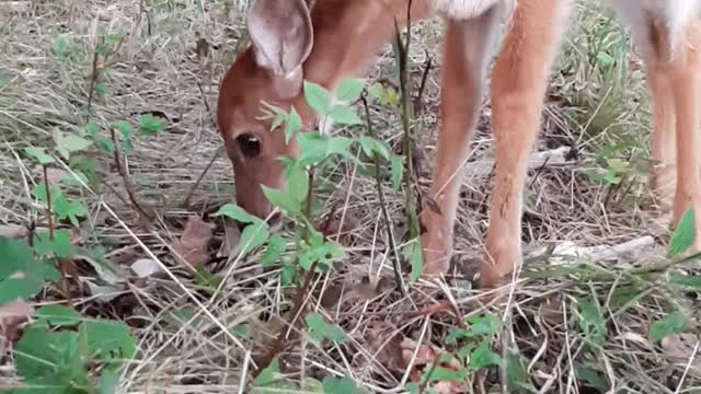 Young Buck Grazing