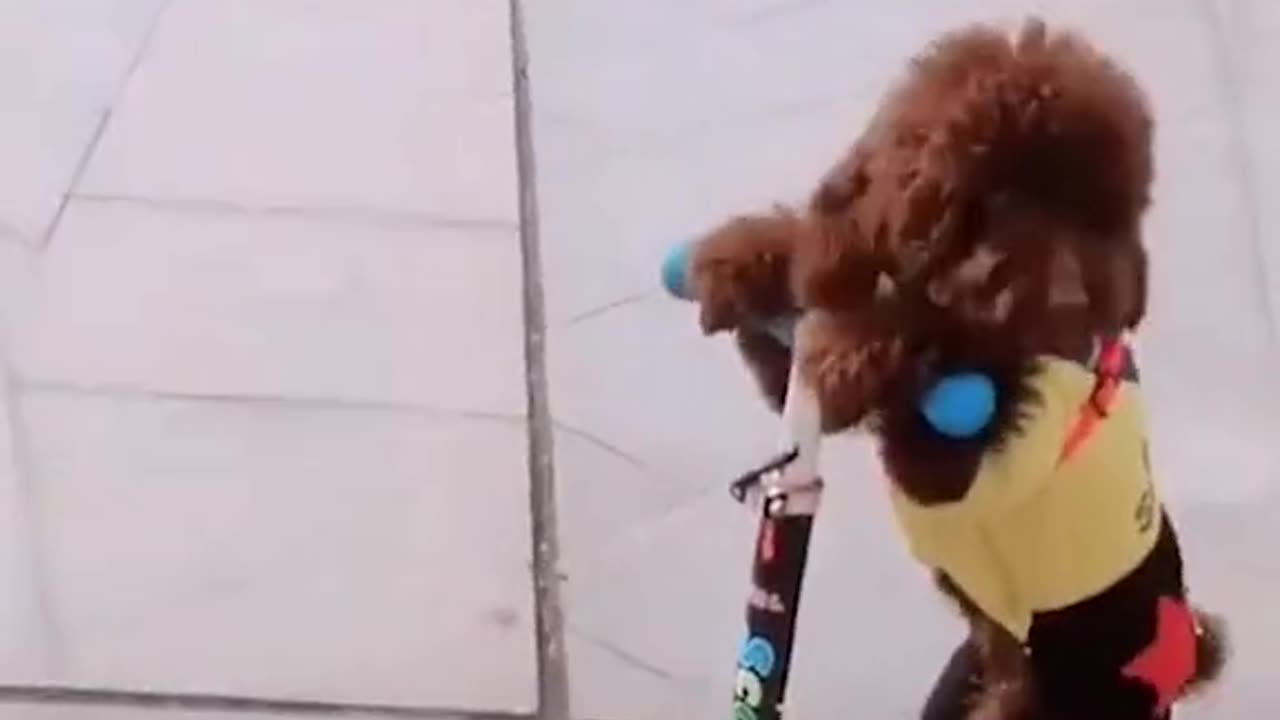 Cute Funny Dog