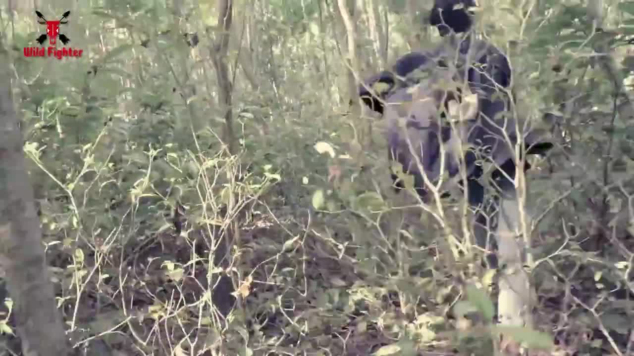 Tiger Attack Man in Forest | Fun Made Movie by Wild Fighter