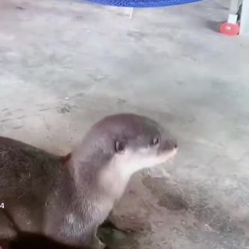 War between weasel and dog