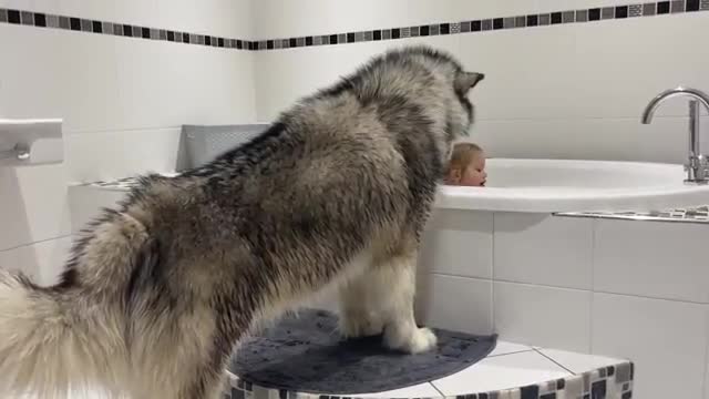 Giant Husky Always Protects Baby Girl When It's Bath Time! (Fluffy Guard Dog!!)