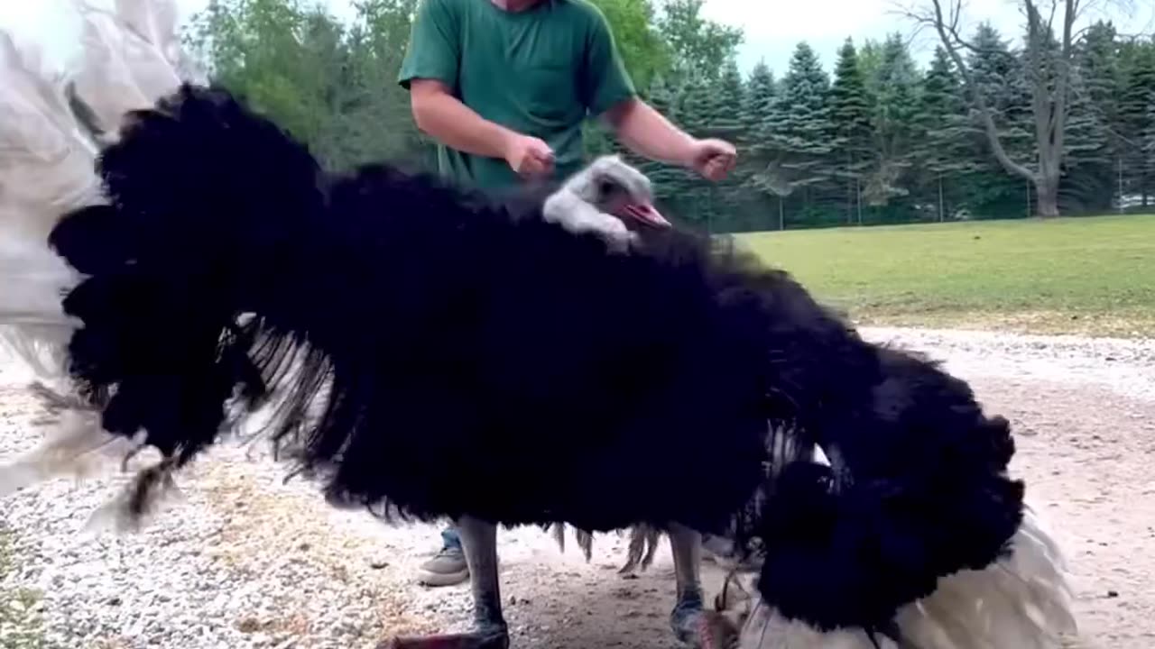 Best Animal Video