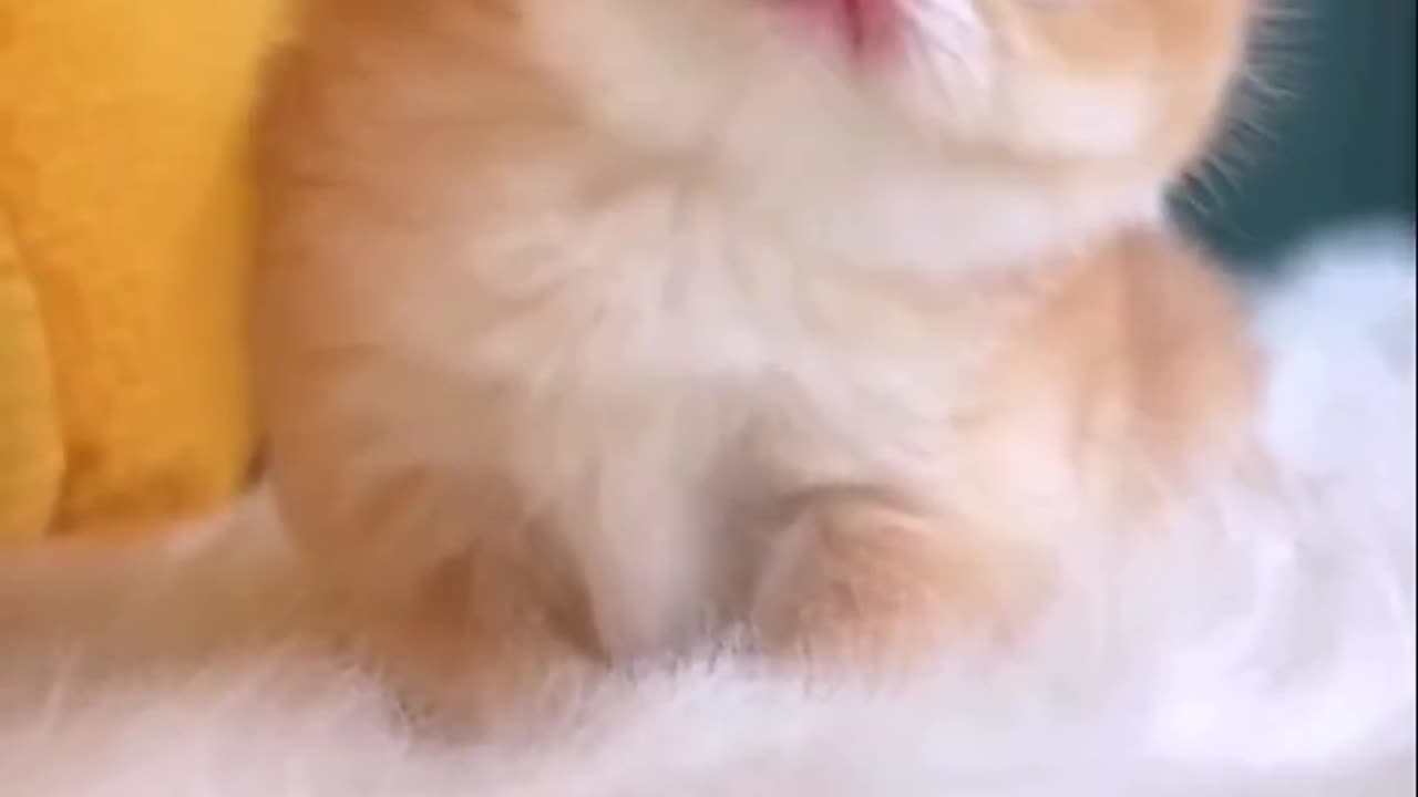 Sad Kitten