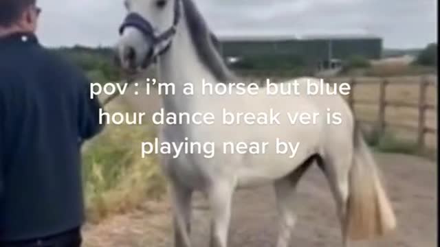 Dont Dance Next To A Horse