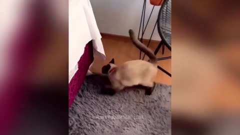 Funniest video Dogs and cats 2023