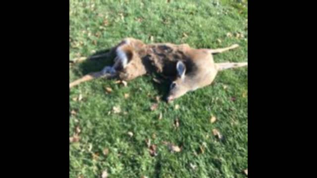 Deer By Speeding Car out front of my home