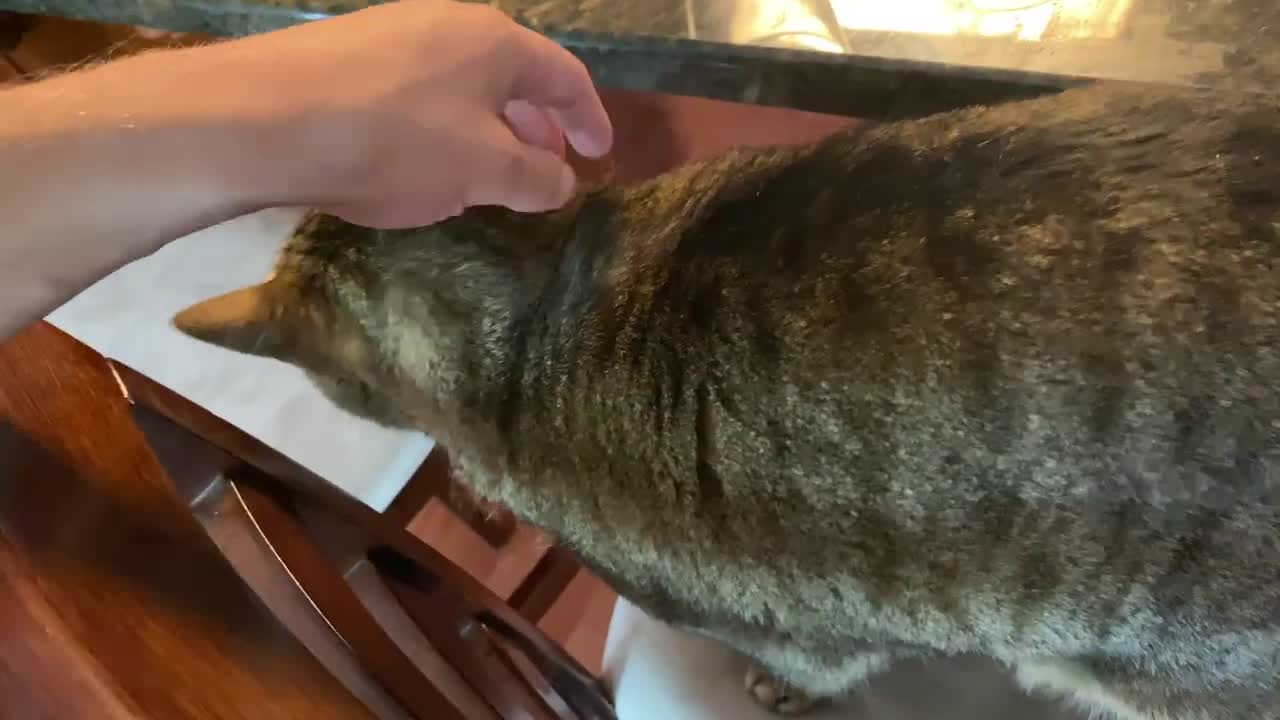 Another Cute Cat Purring
