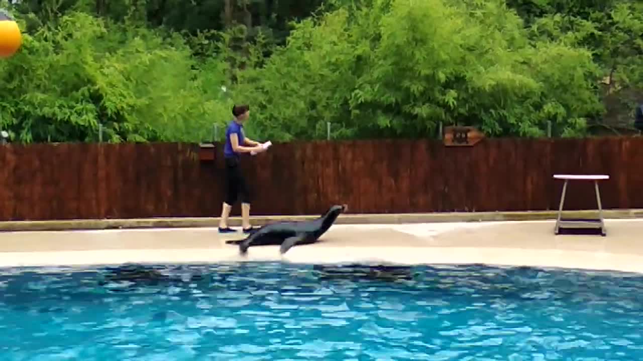 Dolphin show in zoo of France #dolphin #zoo #france #dolphins