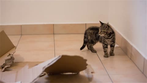 Kitten playing with piece of Styrofoam