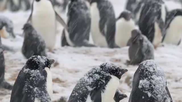 Snow Penguins 🌨️❄️ 🇦🇶 Cape Hallett