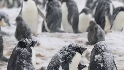 Snow Penguins 🌨️❄️ 🇦🇶 Cape Hallett