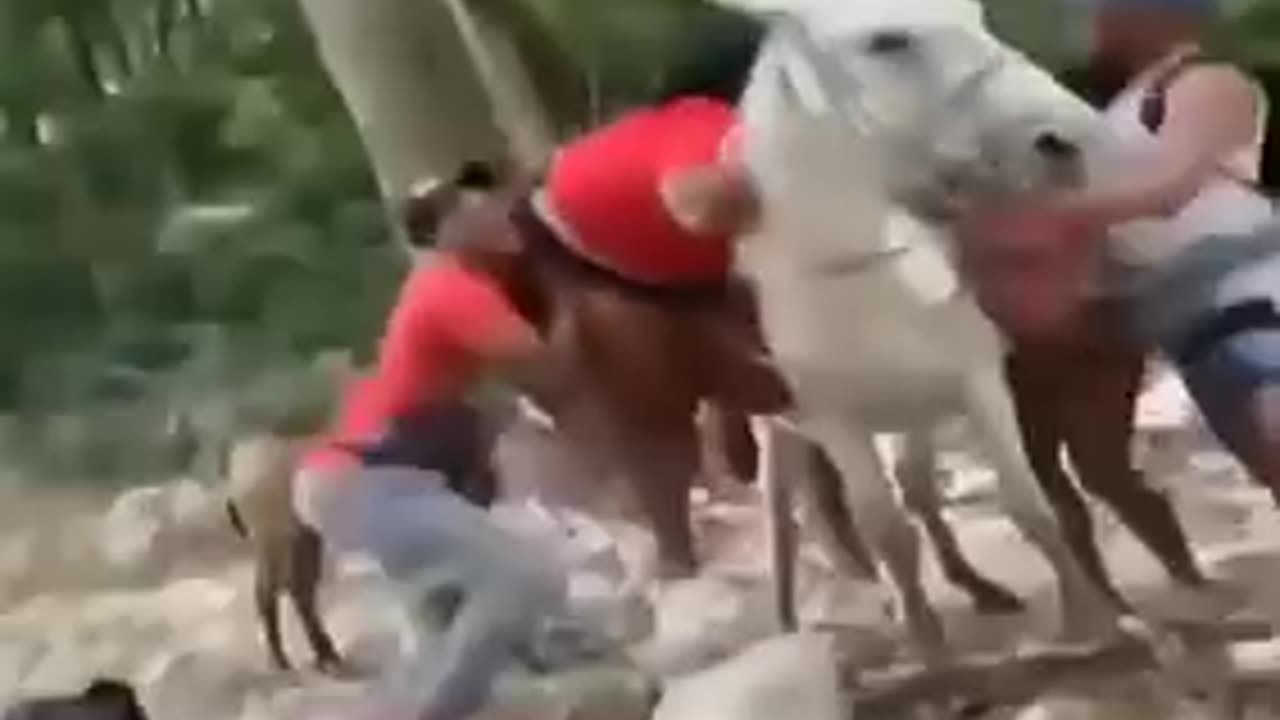Very Funny Video