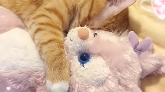🐈Thisismylittlebaby.