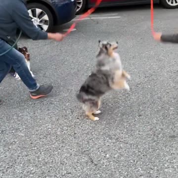 Jump into Your Dreams Dog Training