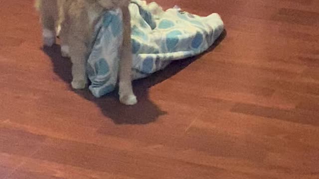 Kitty Drags His Blankie