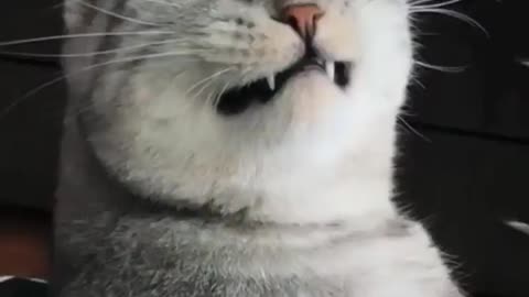 Funny cat